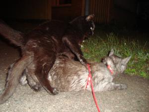 <img300*0:stuff/z/1/Lilo%2520and%2520Date/DSC01774.JPG>