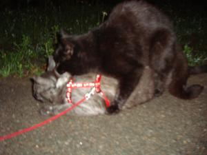 <img300*0:stuff/z/1/Lilo%2520and%2520Date/DSC01775.JPG>