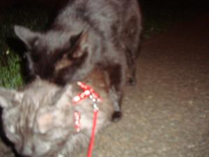 <img300*0:stuff/z/1/Lilo%2520and%2520Date/DSC01776.JPG>