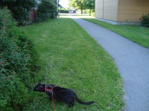 <img300*0:stuff/z/1/Lilo10years/DSC04453.JPG>