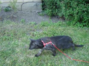 <img300*0:stuff/z/1/Lilo10years/DSC04454.JPG>