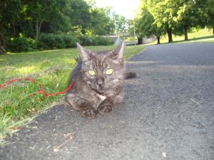 <img300*0:stuff/z/1/Lilo10years/DSC04455.JPG>