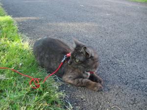 <img300*0:stuff/z/1/Lilo10years/DSC04457.JPG>