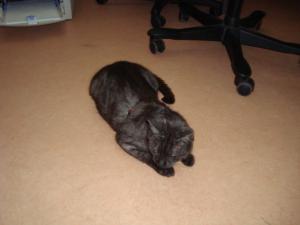 <img300*0:stuff/z/1/Lilo10years/DSC04460.JPG>