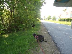 <img300*0:stuff/z/1/LiloAndTaillessCat/DSC06627.JPG>