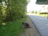 LiloAndTaillessCat
