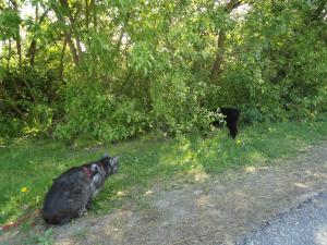 <img300*0:stuff/z/1/LiloAndTaillessCat/DSC06628.JPG>