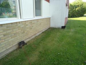 <img300*0:stuff/z/1/LiloAndTaillessCat/DSC06629.JPG>