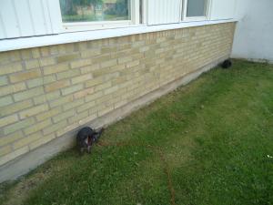 <img300*0:stuff/z/1/LiloAndTaillessCat/DSC06630.JPG>