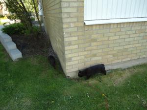 <img300*0:stuff/z/1/LiloAndTaillessCat/DSC06631.JPG>