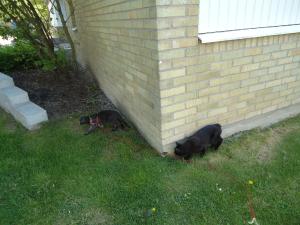 <img300*0:stuff/z/1/LiloAndTaillessCat/DSC06632.JPG>