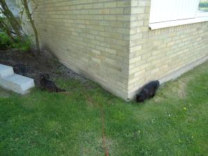 <img300*0:stuff/z/1/LiloAndTaillessCat/DSC06633.JPG>