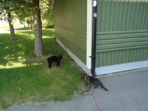 <img300*0:stuff/z/1/LiloAndTaillessCat/DSC06634.JPG>