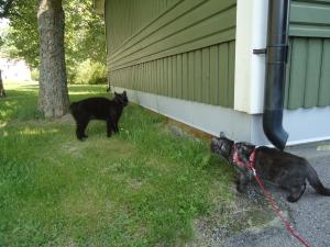 <img300*0:stuff/z/1/LiloAndTaillessCat/DSC06635.JPG>