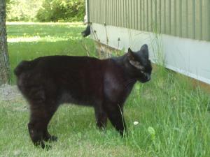 <img300*0:stuff/z/1/LiloAndTaillessCat/DSC06636.JPG>