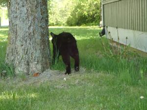 <img300*0:stuff/z/1/LiloAndTaillessCat/DSC06637.JPG>