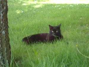 <img300*0:stuff/z/1/LiloAndTaillessCat/DSC06638.JPG>
