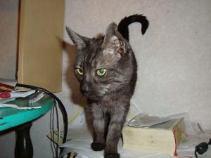 <img300*0:stuff/z/1/LiloCamera/DSC00349.JPG>