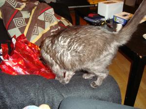 <img300*0:stuff/z/1/LiloCamera/DSC00351.JPG>