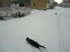 LiloInSnow