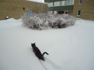 <img300*0:stuff/z/1/LiloInSnow/DSC07503.JPG>