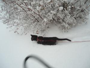 <img300*0:stuff/z/1/LiloInSnow/DSC07504.JPG>