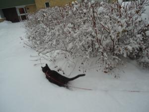 <img300*0:stuff/z/1/LiloInSnow/DSC07505.JPG>