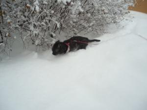 <img300*0:stuff/z/1/LiloInSnow/DSC07506.JPG>