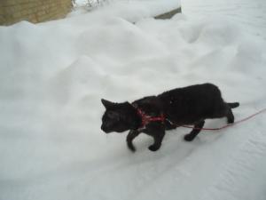<img300*0:stuff/z/1/LiloInSnow/DSC07507.JPG>