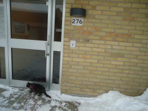<img300*0:stuff/z/1/LiloInSnow/DSC07508.JPG>