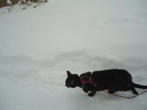 <img300*0:stuff/z/1/LiloInSnow/DSC07509.JPG>