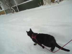 <img300*0:stuff/z/1/LiloInSnow/DSC07510.JPG>