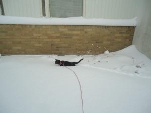 <img300*0:stuff/z/1/LiloInSnow/DSC07511.JPG>