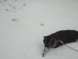 <img300*0:stuff/z/1/LiloInSnow/DSC07512.JPG>