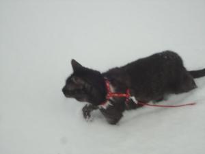 <img300*0:stuff/z/1/LiloInSnow/DSC07513.JPG>