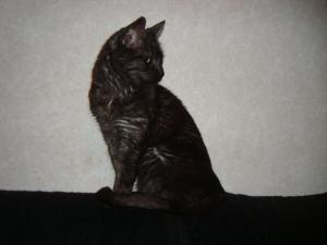 <img300*0:stuff/z/1/LiloKaliSonic/DSC08795.JPG>
