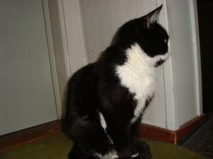 <img300*0:stuff/z/1/LiloKaliSonic/DSC08799.JPG>