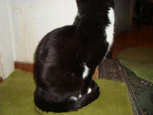 <img300*0:stuff/z/1/LiloKaliSonic/DSC08800.JPG>