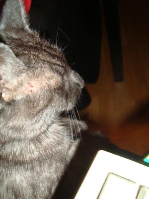 <img300*0:stuff/z/1/LiloProblem/DSC04632.JPG>