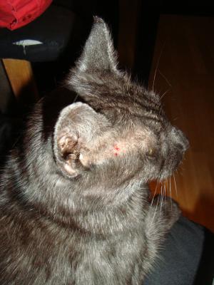 <img300*0:stuff/z/1/LiloProblem/DSC04633.JPG>