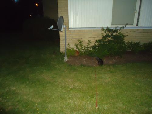 <img500*0:stuff/z/1/LiloRedCatHedgehog/i1339708783_1.jpg>