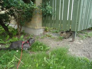 <img300*0:stuff/z/1/LotOfExercise/dsc05096.jpg>