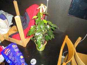 <img300*0:stuff/z/1/MasterThesisBurning/DSC07462.JPG>