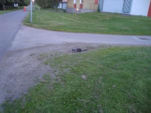 <img300*0:stuff/z/1/Midsummer2010/DSC01436.JPG>
