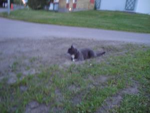 <img300*0:stuff/z/1/Midsummer2010/DSC01437.JPG>