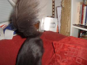 <img300*0:stuff/z/1/Milla-Lilith/DSC01364.JPG>