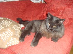<img300*0:stuff/z/1/Milla-Lilith/DSC01365.JPG>