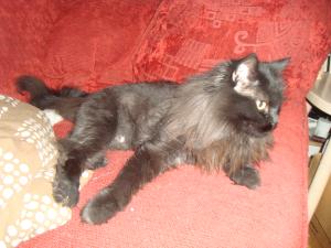 <img300*0:stuff/z/1/Milla-Lilith/DSC01366.JPG>