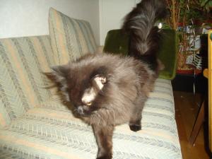 <img300*0:stuff/z/1/MillaVisiting/dsc05872.jpg>