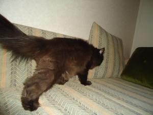<img300*0:stuff/z/1/MillaVisiting/dsc05874.jpg>
